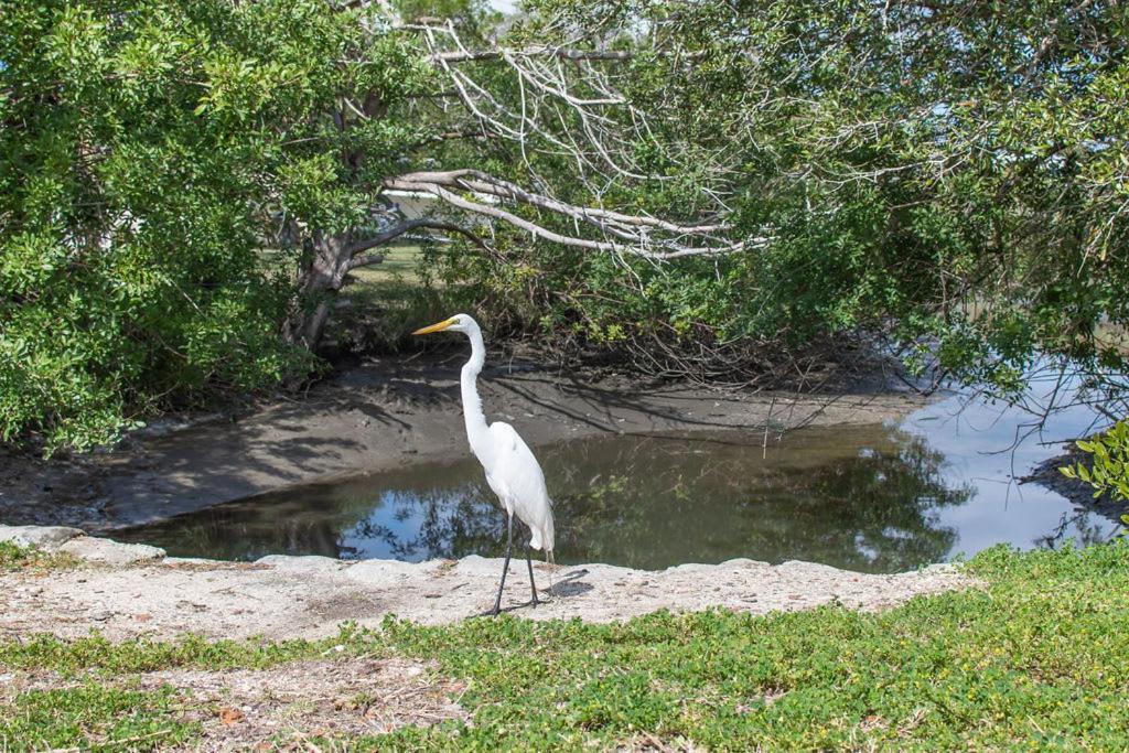 Marsh Front Birders Paradise Close To Beaches And Downtown St. Augustine Bagian luar foto